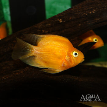 Yellow Parrot Cichlid (Amphilophus sp. hybrid)