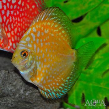 Yellow Pigeonblood Discus (Symphysodon discus)