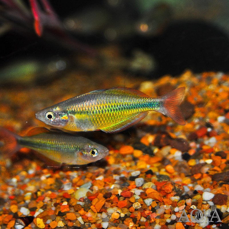 Yellow Rainbow (Melanotaenia herbertaxelrodi)