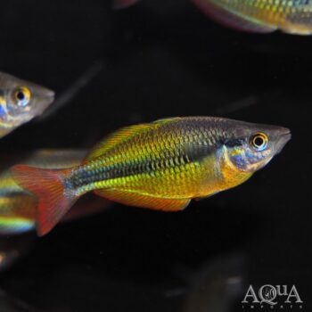 Yellow Rainbow (Melanotaenia herbertaxelrodi)
