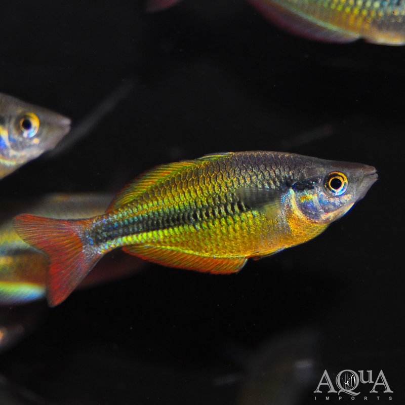 Yellow Rainbow (Melanotaenia herbertaxelrodi)