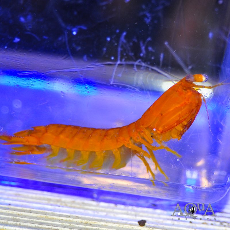 Yellow Spearing Mantis Shrimp (Pseudosquilla ciliata)