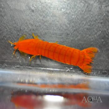 Yellow Spearing Mantis Shrimp (Pseudosquilla ciliata)