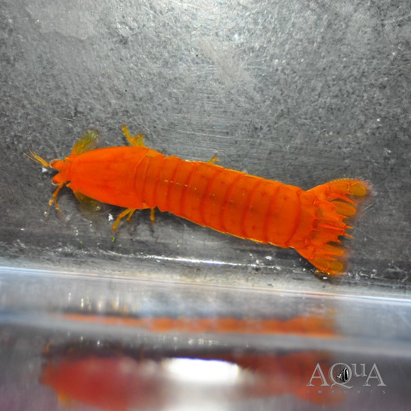 Yellow Spearing Mantis Shrimp (Pseudosquilla ciliata)