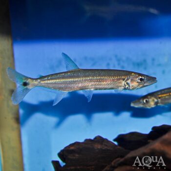 Yellow Tail Barracuda (Acestrorhynchus microlepis)