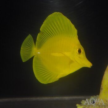 Yellow Tang (Zebrasoma flavescens)