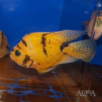 Yellow Tiger Parrot Cichlid (Amphilophus sp. hybrid)