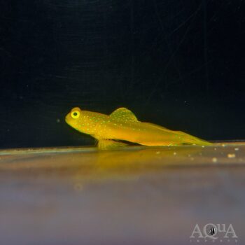 Yellow Watchman Goby (Cryptocentrus cinctus)