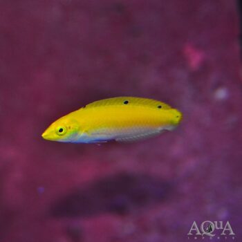 Yellow and Purple Wrasse (Halichoeres leucoxanthus)