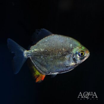 Yellowfin Red Hook Silver Dollar (Myloplus arnoldi)