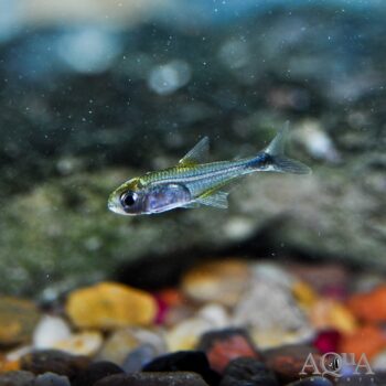 Yellow Fin Tukunia Tetra (Cynogaster sp.)