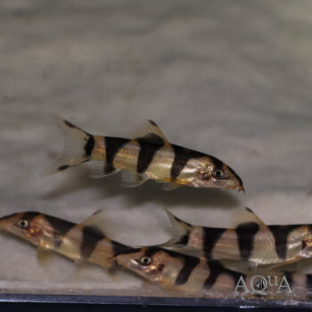 Yo Yo x Clown Loach Hybrid (Botia almorhae x Chromobotia macracantha)