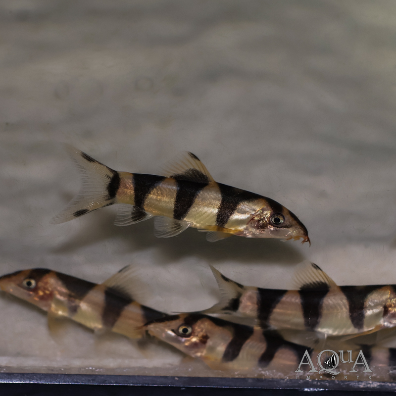 Yo Yo x Clown Loach Hybrid (Botia almorhae x Chromobotia macracantha)