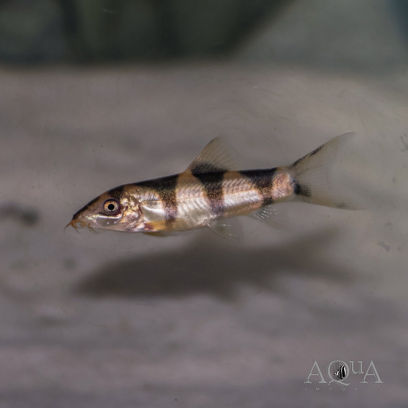 Yo Yo x Clown Loach Hybrid (Botia almorhae x Chromobotia macracantha)
