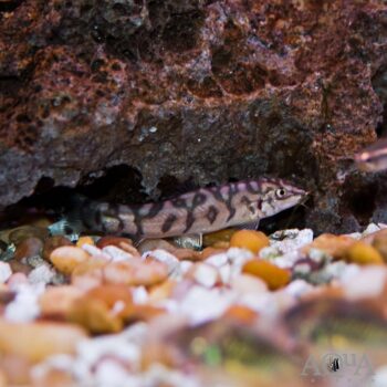 Yo Yo Loach (Botia almorhae/lohachata)