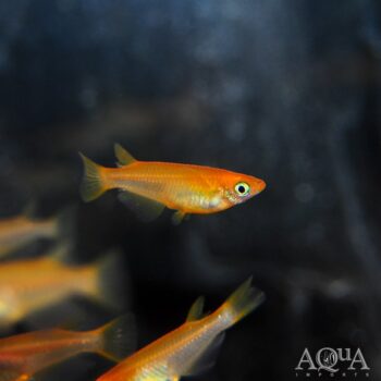 Yokihi Red Medaka Ricefish (Oryzias latipes)