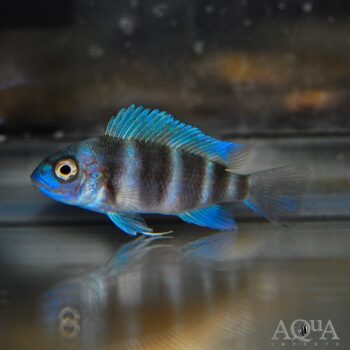 Zaire Blue Moba Frontosa (Cyphotilapia gibberosa)