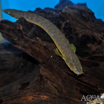 Zaire Green Bichir (Polypterus retropinnis)