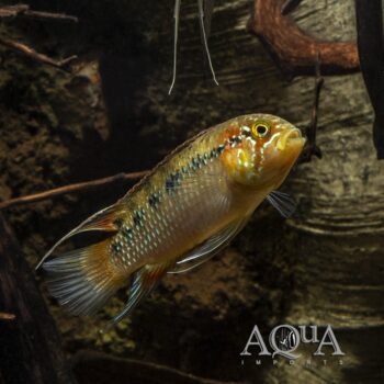 Zebra Acara (Ivanacara adoketa)
