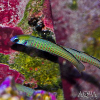 Zebra Barred Goby (Ptereleotris zebra)