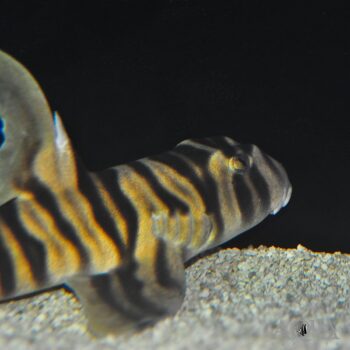 Zebra Horn Shark (Heterodontus zebra)