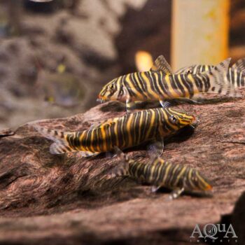 Zebra/Striata Botia (Botia striata)