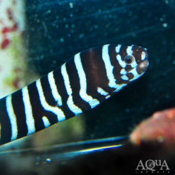 Zebra Moray Eel (Gymnomuraena zebra)
