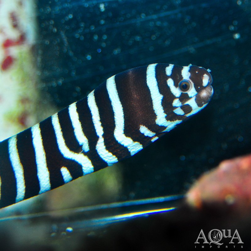 Zebra Moray Eel (Gymnomuraena zebra)