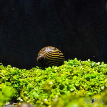 Zebra Nerite Snail (Neritina natalensis)