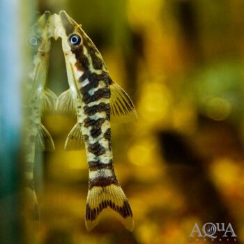Rio Tigre Zebra Oto (Otocinclus cocama)