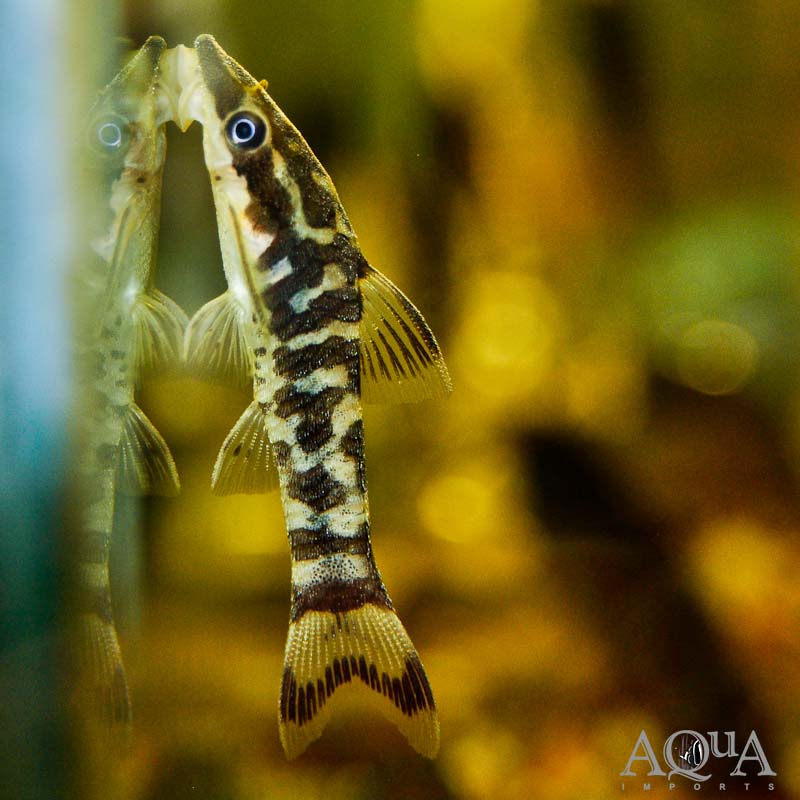 Rio Tigre Zebra Oto (Otocinclus cocama)