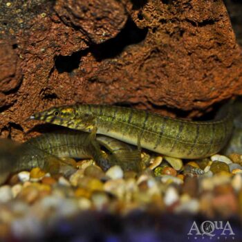 Zebra Spiny Eel (Macrognathus zebrinus)