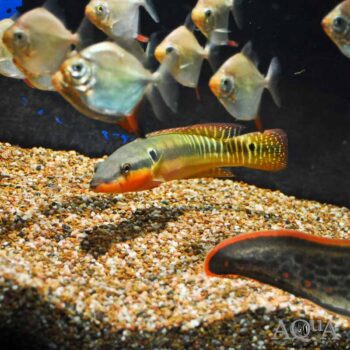 Zebra Pike (Crenicichla zebrina)