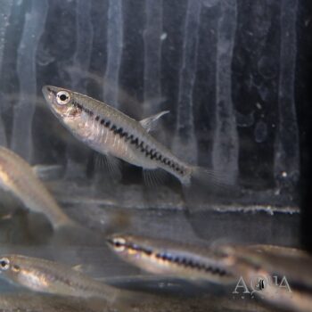 Zigzag Pyrrhulina (Pyrrhulina zigzag)