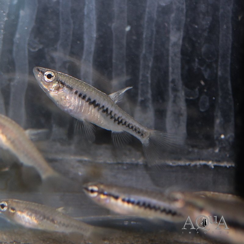 Zigzag Pyrrhulina (Pyrrhulina zigzag)