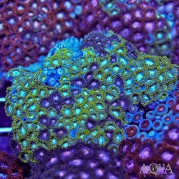 Assorted Zoanthid Colony