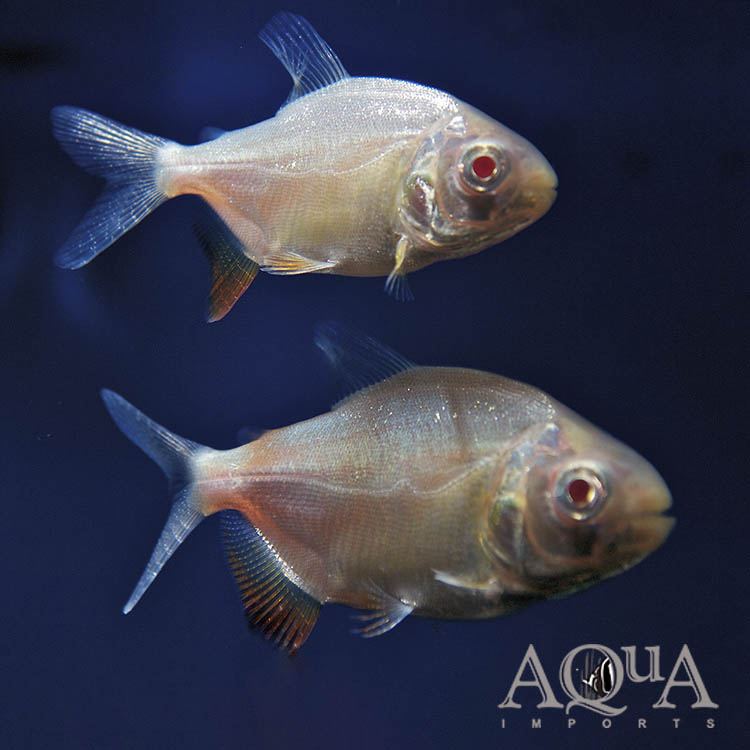 Albino Red Pacu (Piaractus brachypomum 'albino')