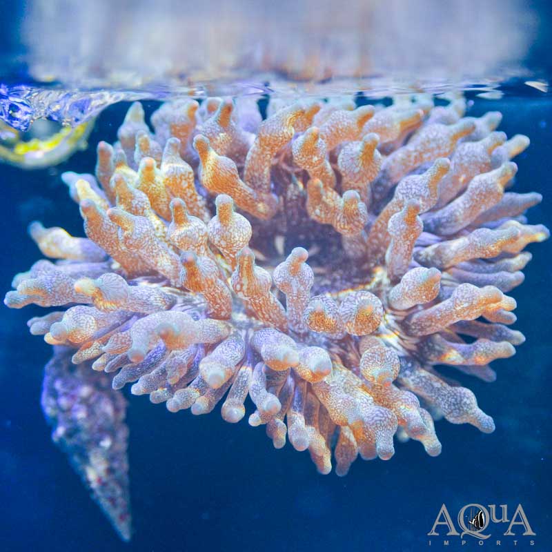 Acid Rain Bubble Tip Anemone (Entacmaea quadricolor)