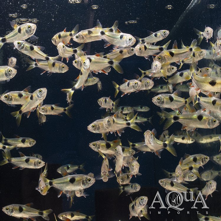 Bucktooth Tetra (Exodon paradoxus) - Image 2