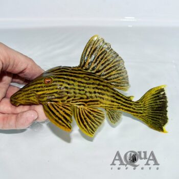 L027 Goldline Araguaia Royal Pleco (Panaque armbrusteri)
