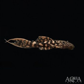 L273 Red Titanic Pleco (Pseudacanthicus sp. L273)