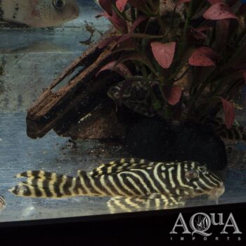 L333 Yellow King Tiger Pleco (Hypancistrus sp. L333)