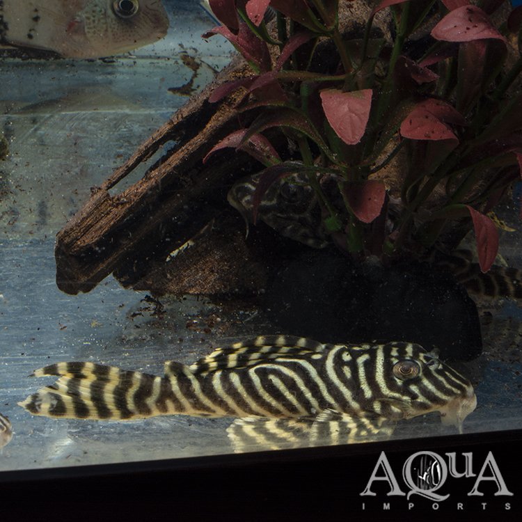 L333 Yellow King Tiger Pleco (Hypancistrus sp. L333)