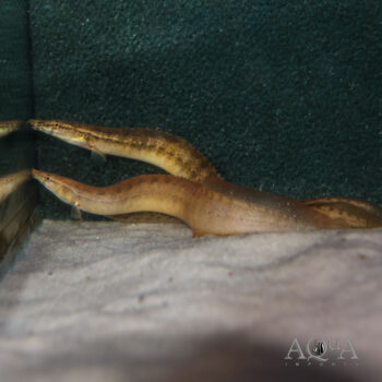 Malabar Spiny Eel (Macrognathus guentheri)