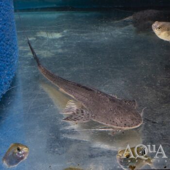 Spot Face Loricaria (Planiloricaria cryptodon)
