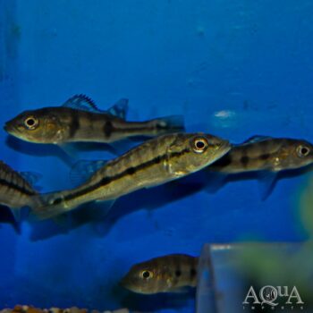 'Temensis' Hybrid Peacock Bass (Cichla cf. temensis)