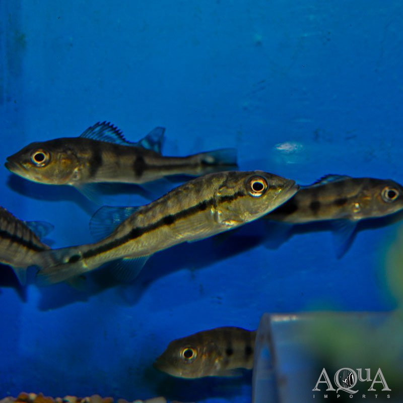 'Temensis' Hybrid Peacock Bass (Cichla cf. temensis)